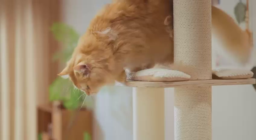 Load video: 